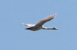 k-IMG_5576.JPG