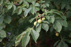 k-IMG_1004.JPG