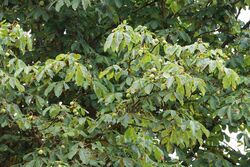k-IMG_0394.JPG